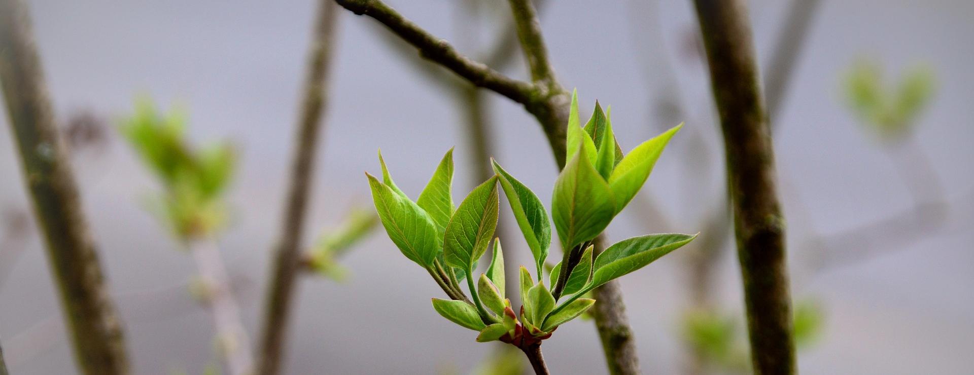 Garden Plant Store -Garden Plant Store leaves 4112335 1920