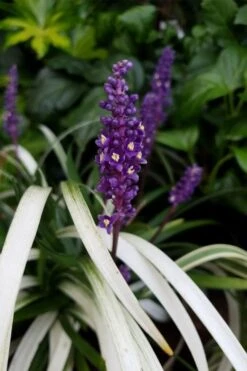 Okina Liriope (Frosted Monkey Grass) - 6 Pack Of 1 Gallon Pots -Garden Plant Store liriope muscari okina lilyturf 4 1