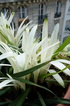 Okina Liriope (Frosted Monkey Grass) - 6 Pack Of 1 Gallon Pots -Garden Plant Store liriope muscari okina lilyturf 5 1