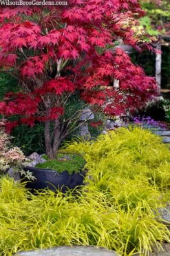 Gold Ingot Liriope (Golden Lilyturf) - 1 Gallon Pot -Garden Plant Store liriope muscari peedee ingot golden lilyturf 5