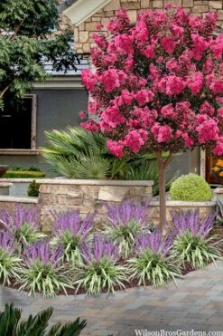 Variegated Liriope - Monkey Grass / Lilyturf - 6 Pack Of Pint Pots -Garden Plant Store liriope muscari variegata variegated liriope lilyturf 2