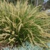 Katrinus Deluxe Lomandra - 1 Gallon Pot