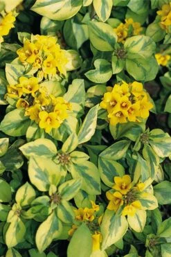 Waikiki Sunset Lysimachia - 5 Pack Of Quart Pots -Garden Plant Store lysimachia