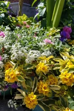 Waikiki Sunset Lysimachia - 5 Pack Of Quart Pots -Garden Plant Store lysimachia waikiki sunset 2