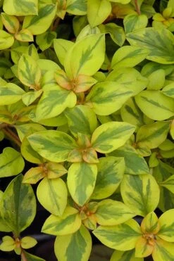 Waikiki Sunset Lysimachia - 5 Pack Of Quart Pots -Garden Plant Store lysimachia waikiki sunset 3