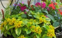Waikiki Sunset Lysimachia - 5 Pack Of Quart Pots -Garden Plant Store lysimachia waikiki sunset 5