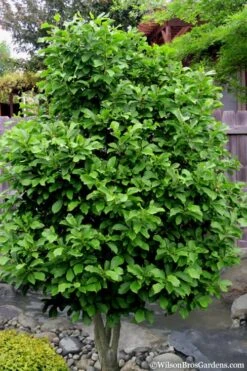 Ann Magnolia Tulip Tree - 2 Gallon Pot -Garden Plant Store magnolia ann 112 4