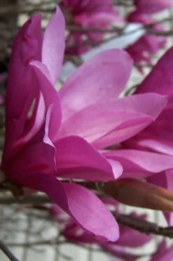 Ann Magnolia Tulip Tree - 2 Gallon Pot -Garden Plant Store magnolia ann 30