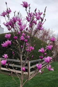 Ann Magnolia Tulip Tree - 5 Gallon Pot -Garden Plant Store magnolia ann tulip tree 100