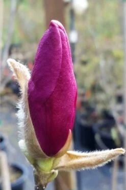 Betty Magnolia Tulip Tree - 1 Gallon Pot -Garden Plant Store magnolia betty 21