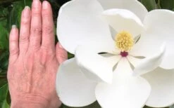 Edith Bogue Cold Hardy Evergreen Magnolia - 5 Gallon Pot -Garden Plant Store magnolia edith bogue 3