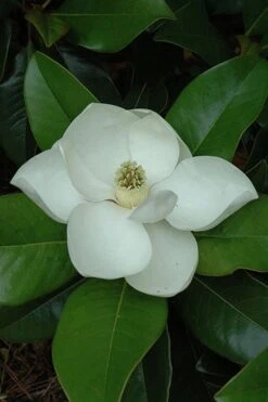 Edith Bogue Cold Hardy Evergreen Magnolia - 5 Gallon Pot -Garden Plant Store magnolia edith bogue 5