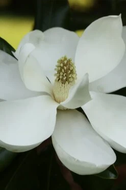 Edith Bogue Cold Hardy Evergreen Magnolia - 5 Gallon Pot -Garden Plant Store magnolia edith bogue 6 1