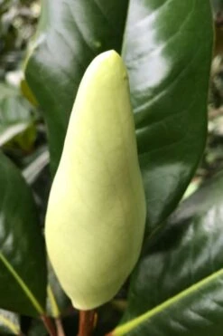 Edith Bogue Cold Hardy Evergreen Magnolia - 5 Gallon Pot -Garden Plant Store magnolia edith bogue bud 1