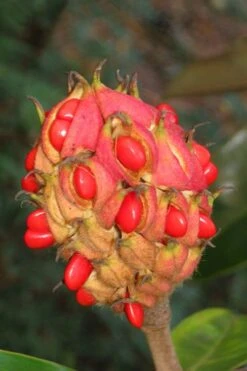 Victoria Cold Hardy Evergreen Magnolia - 7 Gallon Pot (3-4') -Garden Plant Store magnolia edith bogue fruit 1 1