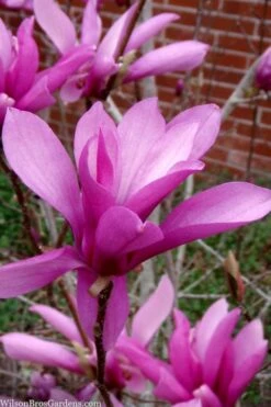 Jane Magnolia Tulip Tree - 7 Gallon Pot (3-4') -Garden Plant Store magnolia jane tulip tree 102 3