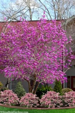 Jane Magnolia Tulip Tree - 5 Gallon Pot -Garden Plant Store magnolia jane tulip tree 103 4