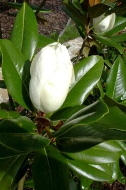 Victoria Cold Hardy Evergreen Magnolia - 7 Gallon Pot (3-4') -Garden Plant Store magnolia victoria 8