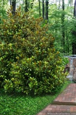 Victoria Cold Hardy Evergreen Magnolia - 7 Gallon Pot (3-4') -Garden Plant Store magnolia victoria 9