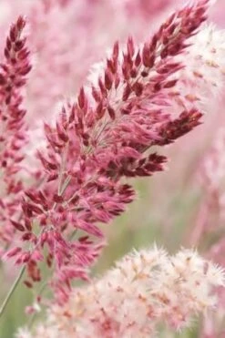 Savannah Ruby Grass (Melinus Nerviglumis) - 6 Pack Of 1 Gallon Pots -Garden Plant Store melinus nerviglumis ruby grass 1