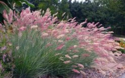 Savannah Ruby Grass (Melinus Nerviglumis) - 6 Pack Of 1 Gallon Pots -Garden Plant Store melinus nerviglumis ruby grass 7