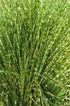 Gold Breeze Zebra Grass (Miscanthus) - 1 Gallon Pot -Garden Plant Store miscanthus gold breeze zebra grass 10