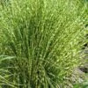Gold Breeze Zebra Grass (Miscanthus) - 1 Gallon Pot