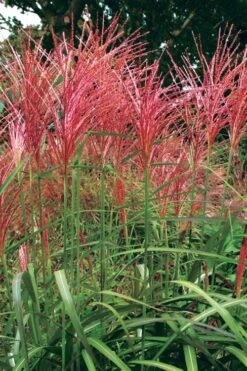 Flame Grass (Miscanthus 'Purpurascens') - 6 Pack Of 1 Gallon Pots 11 Flame Grass (Miscanthus 'Purpurascens') - 6 Pack Of 1 Gallon Pots -Garden Plant Store miscanthus purpurascens flame grass 1 1