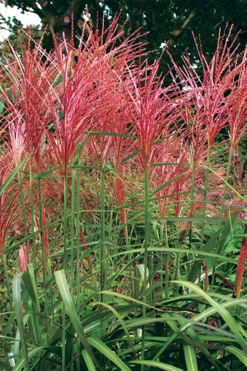 Flame Grass (Miscanthus 'Purpurascens') - 6 Pack Of 1 Gallon Pots 5 Flame Grass (Miscanthus 'Purpurascens') - 6 Pack Of 1 Gallon Pots - Image 5