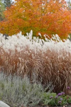 Flame Grass (Miscanthus 'Purpurascens') - 6 Pack Of 1 Gallon Pots 12 Flame Grass (Miscanthus 'Purpurascens') - 6 Pack Of 1 Gallon Pots -Garden Plant Store miscanthus purpurascens flame grass 4 1