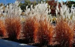 Flame Grass (Miscanthus 'Purpurascens') - 6 Pack Of 1 Gallon Pots 10 Flame Grass (Miscanthus 'Purpurascens') - 6 Pack Of 1 Gallon Pots -Garden Plant Store miscanthus purpurascens flame grass 5 1