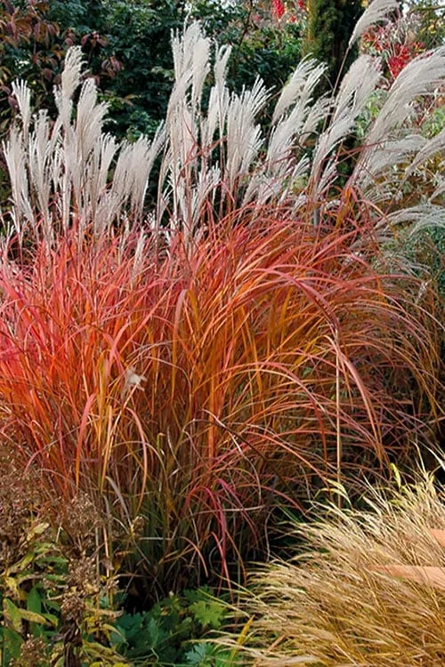 Flame Grass (Miscanthus 'Purpurascens') - 6 Pack Of 1 Gallon Pots 1 Flame Grass (Miscanthus 'Purpurascens') - 6 Pack Of 1 Gallon Pots