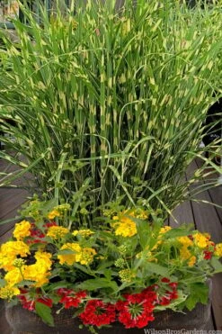 Bandwidth Dwarf Zebra Grass - 1 Gallon Pot -Garden Plant Store miscanthus sinensis bandwidth zebra grass 5