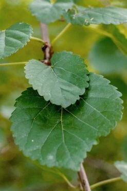 Red Mulberry Tree (Morus Rubra) - 5 Gallon Pot -Garden Plant Store morus rubra red mulberry leaves 1