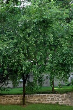 Red Mulberry Tree (Morus Rubra) - 5 Gallon Pot -Garden Plant Store morus rubra red mulberry tree 1