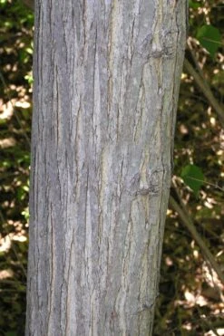 Red Mulberry Tree (Morus Rubra) - 5 Gallon Pot -Garden Plant Store morus rubra red mulberry trunk bark 1