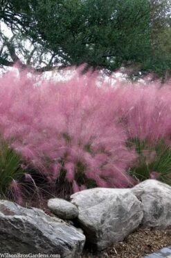 Pink Muhly Grass - Cotton Candy Grass - 1 Gallon Pot 16 Pink Muhly Grass - Cotton Candy Grass - 1 Gallon Pot -Garden Plant Store muhlenbergia capillaris pink muhly cotton candy grass 202 2