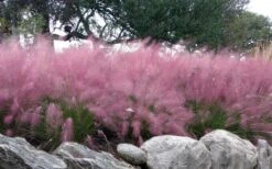 Pink Muhly Grass - Cotton Candy Grass - 3 Gallon Pot -Garden Plant Store muhlenbergia capillaris pink muhly cotton candy grass 204 1