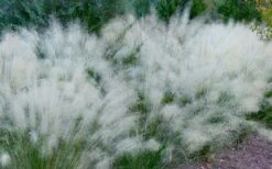 White Cloud Muhly Grass - 3 Gallon Pot -Garden Plant Store muhlenbergia capillaris white cloud muhly grass 102 1
