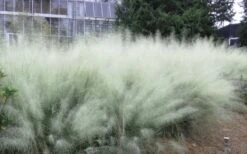White Cloud Muhly Grass - 3 Gallon Pot -Garden Plant Store muhlenbergia capillaris white cloud muhly grass 103 1