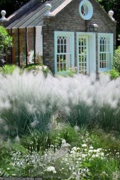 White Cloud Muhly Grass - 3 Gallon Pot -Garden Plant Store muhlenbergia capillaris white cloud muhly grass 108 1