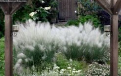White Cloud Muhly Grass - 3 Gallon Pot -Garden Plant Store muhlenbergia capillaris white cloud muhly grass 109 1