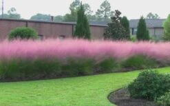 Pink Muhly Grass - Cotton Candy Grass - 3 Gallon Pot -Garden Plant Store muhly grass pink 70 1