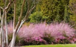 Pink Muhly Grass (Cotton Candy Grass) - 1 Gallon Pot (On Sale) -Garden Plant Store muhly grass pink 76