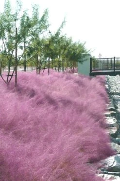 Pink Muhly Grass - Cotton Candy Grass - 3 Gallon Pot -Garden Plant Store muhly grass pink 77 1