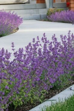 Little Trudy Catmint - 5 Pack Of Quart Pots -Garden Plant Store nepeta little trudy catmint 3