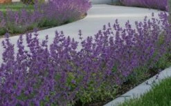 Little Trudy Catmint - 5 Pack Of Quart Pots -Garden Plant Store nepeta little trudy catmint 5
