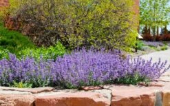 Little Trudy Catmint - 5 Pack Of Quart Pots -Garden Plant Store nepeta little trudy catmint 8