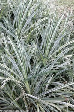 Silver Mist Mondo Grass - 6 Pack Of Pint Pots -Garden Plant Store ophiopogon japonicus silver20mist modo grass 2