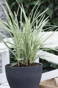 Silver Mist Mondo Grass - 6 Pack Of Pint Pots -Garden Plant Store ophiopogon japonicus silver20mist modo grass 3